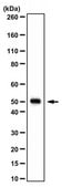 抗-FFAR2抗体/GPR43 from rabbit, purified by affinity chromatography