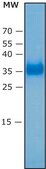 SARS-CoV-2 Receptor Binding Domain Spike protein RBD recombinant, expressed in HEK 293 cells