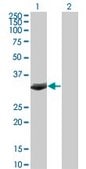 Monoclonal Anti-FBXO6 antibody produced in mouse clone 3F10, purified immunoglobulin, buffered aqueous solution