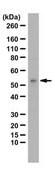 Anti-PICK1 from rabbit, purified by affinity chromatography