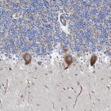 Anti-NYAP1 antibody produced in rabbit Prestige Antibodies&#174; Powered by Atlas Antibodies, affinity isolated antibody, buffered aqueous glycerol solution