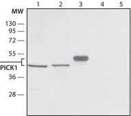 Anti-PICK1 (C-terminal) antibody produced in rabbit IgG fraction of antiserum