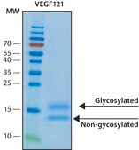 VEGF121 recombinant, expressed in HEK 293 cells, suitable for cell culture