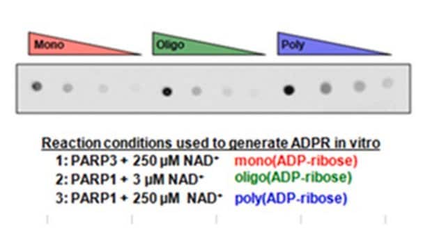 Anti-pan-ADP-ribose binding reagent from Escherichia coli