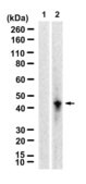 Anti-IL-12B Antibody, clone 1N3 ZooMAb® Rabbit Monoclonal recombinant, expressed in HEK 293 cells
