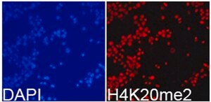 Anti-DiMethyl-Histone H4-K20 antibody produced in rabbit