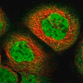 Anti-ZFAND5 antibody produced in rabbit Prestige Antibodies&#174; Powered by Atlas Antibodies, affinity isolated antibody, buffered aqueous glycerol solution