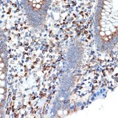 Anti-LMAN1 antibody produced in rabbit
