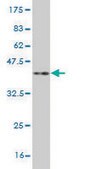 Monoclonal Anti-NKX3-1 antibody produced in mouse clone 3H6, purified immunoglobulin, buffered aqueous solution