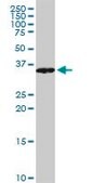 Monoclonal Anti-VAX1 antibody produced in mouse clone 2F4, purified immunoglobulin, buffered aqueous solution