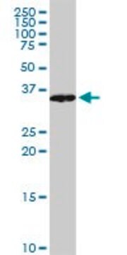 Monoclonal Anti-VAX1 antibody produced in mouse clone 2F4, purified immunoglobulin, buffered aqueous solution