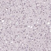 Anti-TCFL5 antibody produced in rabbit Prestige Antibodies&#174; Powered by Atlas Antibodies, affinity isolated antibody, buffered aqueous glycerol solution