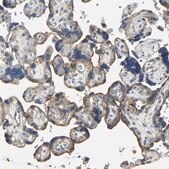 抗-IRF3 兔抗 Prestige Antibodies&#174; Powered by Atlas Antibodies, affinity isolated antibody, buffered aqueous glycerol solution