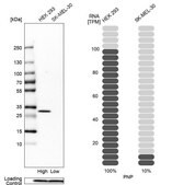 ANTI-PNP antibody produced in rabbit Prestige Antibodies&#174; Powered by Atlas Antibodies, affinity isolated antibody, buffered aqueous glycerol solution