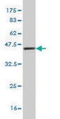 Monoclonal Anti-PRKCABP antibody produced in mouse clone 3G5, purified immunoglobulin, buffered aqueous solution
