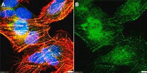 Anti-GBAS Antibody, clone 1H7 ZooMAb® Rabbit Monoclonal recombinant, expressed in HEK 293 cells