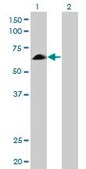 Monoclonal Anti-EYA2 antibody produced in mouse clone 2F8, purified immunoglobulin, buffered aqueous solution