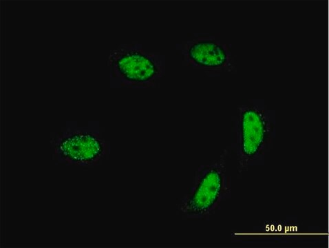 ANTI-ALF antibody produced in mouse clone 2E3, purified immunoglobulin, buffered aqueous solution