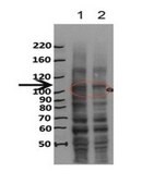 Anti-MCM8 antibody produced in rabbit affinity isolated antibody
