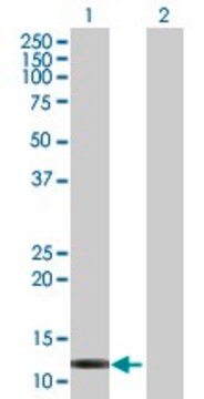 Anti-FABP6 antibody produced in mouse purified immunoglobulin, buffered aqueous solution