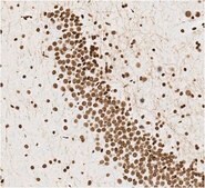 Anti-ISL-1 Antibody, clone 16E8.1 clone 16E8.1, 1&#160;mg/mL, from mouse