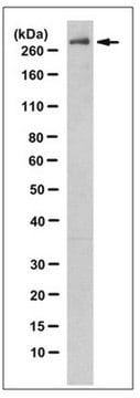 Anti-ATRX Antibody, clone 23C clone 23C, from mouse