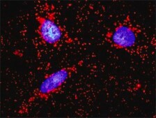 Monoclonal Anti-F11R antibody produced in mouse clone 2E3-1C8, purified immunoglobulin, buffered aqueous solution