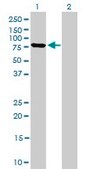 Monoclonal Anti-MFN2 antibody produced in mouse clone 4H8, purified immunoglobulin, buffered aqueous solution
