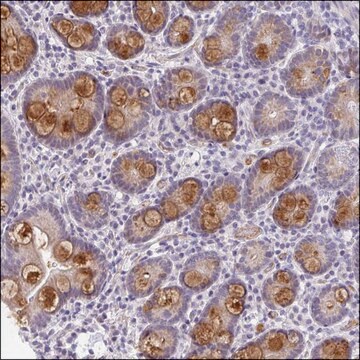 Anti-CLEC1A antibody produced in rabbit Prestige Antibodies&#174; Powered by Atlas Antibodies, affinity isolated antibody, buffered aqueous glycerol solution