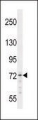 ANTI-MED25 (N-TERM) antibody produced in rabbit IgG fraction of antiserum, buffered aqueous solution