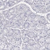 Anti-GCNA antibody produced in rabbit Prestige Antibodies® Powered by Atlas Antibodies, affinity isolated antibody, buffered aqueous glycerol solution