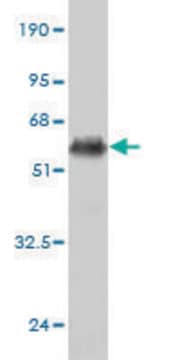 Monoclonal Anti-TNF antibody produced in mouse clone 1C3-A1-F4, purified immunoglobulin, buffered aqueous solution