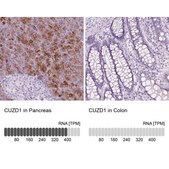 Anti-CUZD1 antibody produced in rabbit Prestige Antibodies® Powered by Atlas Antibodies, affinity isolated antibody, buffered aqueous glycerol solution