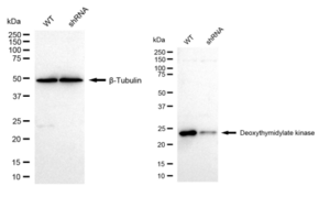 KD-Validated Anti DTYMK Antibody, clone 23GB5235, Rabbit Monoclonal clone 23GB5235, recombinant rabbit monoclonal, expressed in HEK293 cells