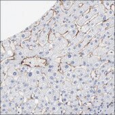 Anti-AGTR1 antibody produced in rabbit Prestige Antibodies&#174; Powered by Atlas Antibodies, affinity isolated antibody, buffered aqueous glycerol solution