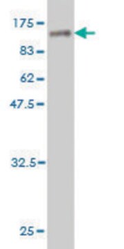 Monoclonal Anti-ZNF96 antibody produced in mouse clone 3E4, purified immunoglobulin, buffered aqueous solution