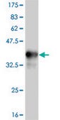 ANTI-TLR9 antibody produced in mouse clone 2C3, purified immunoglobulin, buffered aqueous solution