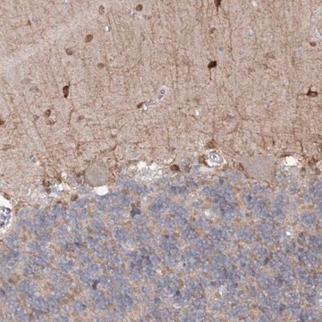 Anti-PHYHIPL antibody produced in rabbit Prestige Antibodies&#174; Powered by Atlas Antibodies, affinity isolated antibody, buffered aqueous glycerol solution