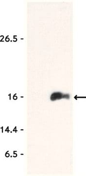 Anti-acetyl-Histone H3 (Lys9) Antibody, Trial Size Upstate&#174;, from rabbit