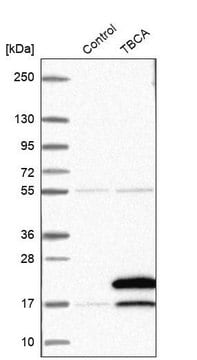 Anti-TBCA antibody produced in rabbit Prestige Antibodies&#174; Powered by Atlas Antibodies, affinity isolated antibody, buffered aqueous glycerol solution