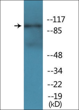 Anti-phospho-NMDAR1 (pSer896) antibody produced in rabbit affinity isolated antibody