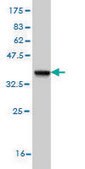 Monoclonal Anti-EPHA4 antibody produced in mouse clone 6H7, purified immunoglobulin, buffered aqueous solution