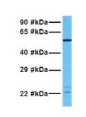 Anti-SMPDL3B antibody produced in rabbit affinity isolated antibody