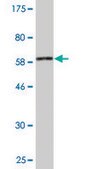 Monoclonal Anti-MAPK13 antibody produced in mouse clone 3H7, purified immunoglobulin, buffered aqueous solution