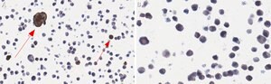 Anti-RSV Fusion Protein Antibody, clone 131-2A ZooMAb&#174; Mouse Monoclonal recombinant, expressed in HEK 293 cells