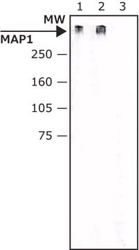 Monoclonal Anti-MAP1 antibody produced in mouse clone HM-1, ascites fluid