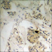 Anti-phospho-Vinculin (pTyr821) antibody produced in rabbit affinity isolated antibody
