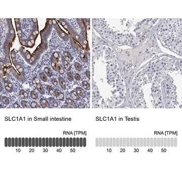 Anti-SLC1A1 antibody produced in rabbit Prestige Antibodies&#174; Powered by Atlas Antibodies, affinity isolated antibody, buffered aqueous glycerol solution