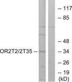 Anti-OR2T2 antibody produced in rabbit affinity isolated antibody
