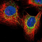 Anti-CREBL2 antibody produced in rabbit Prestige Antibodies® Powered by Atlas Antibodies, affinity isolated antibody, buffered aqueous glycerol solution
